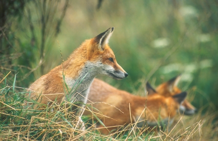 urban fox diet